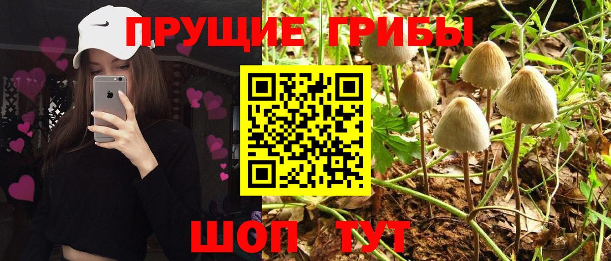 Псилоцибиновые грибы Psilocybe  Псилоцибиновые грибы Psilocybine cubensis  наркошоп  Вход с VPN  Унеча 